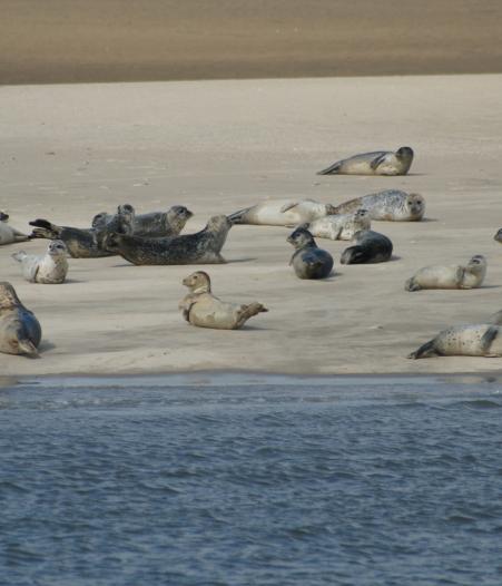 Seehunde auf Sandbank, © Dirk Topel