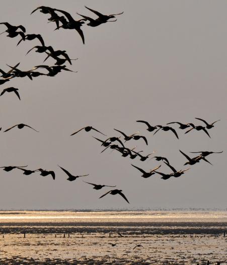 Zugvögel im Sonnenaufgang, © Beate Ulich