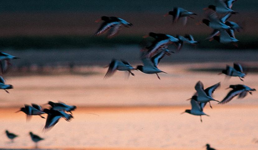Vogelzug überm Wattenmeer, © Dirk Topel